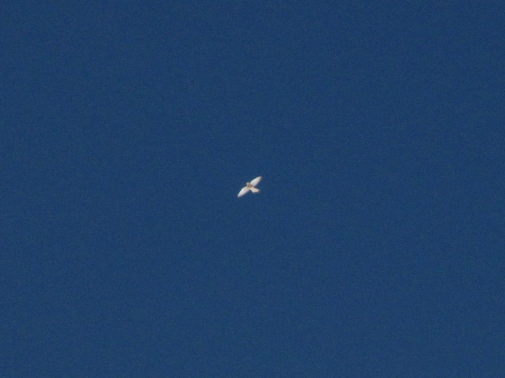 Era folgore l''aspetto, era neve il vestimento...